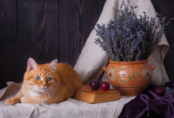 Masada bir kitap ve bir demet lavantanın yanında yatan kedi.. — Stok fotoğraf