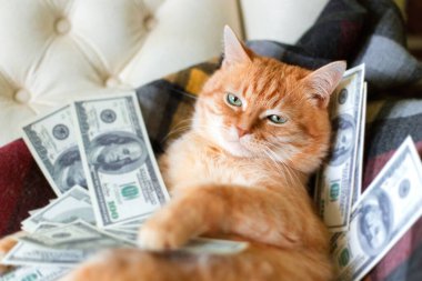 Kanepede pençeleriyle Amerikan doları taşıyan bir kedi. Başarı ve zenginlik kavramı.