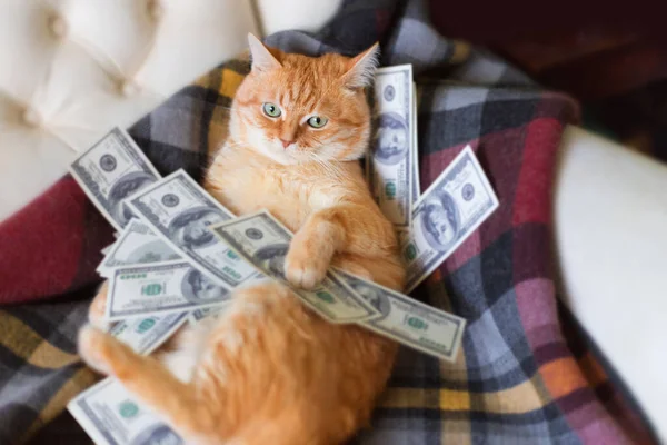 Kot Amerykańskimi Dolarami Łapach Leżący Kanapie Koncepcja Sukcesu Bogactwa — Zdjęcie stockowe