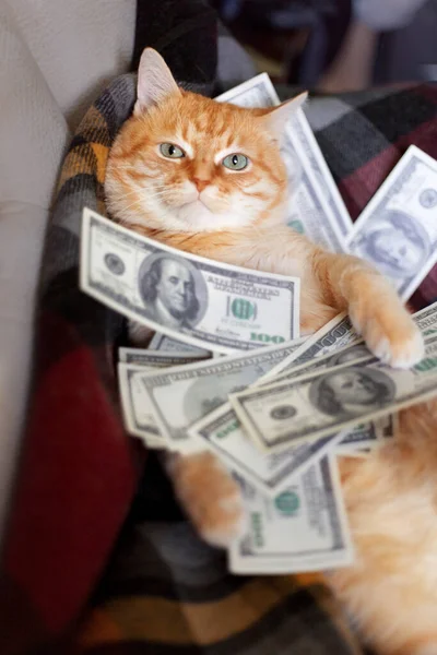 Katt Med Amerikanska Dollar Tassar Liggande Soffan Begreppet Framgång Och — Stockfoto