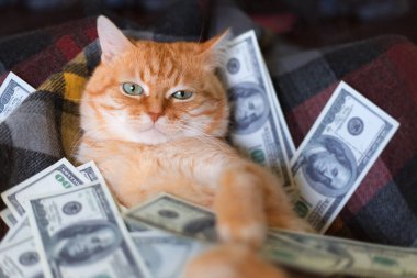 Kanepede pençeleriyle Amerikan doları taşıyan bir kedi. Başarı ve zenginlik kavramı.