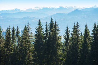 Açık bir günde köknar ağaçları ve dağ tepeleri olan resimli bir dağ manzarası..