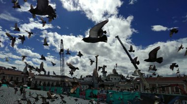 Güvercinler uçuş San Francisco Meydanı'nda