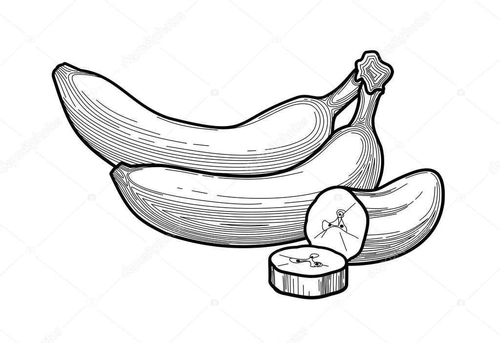 Banana - black and white illustration of thin lines. bananas - a stylized drawing of fruit in a flat style. healthy eating. concept - packaging design, food design. vitamins