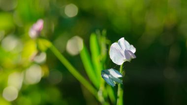 Bahar çiçekleri doğa mucizeleri takdir bahar'da yürüyüş yaparken çayır üzerinde