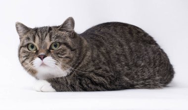 İskoç stenografi kedi