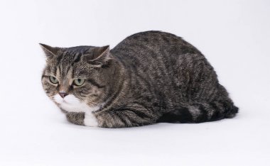 İskoç stenografi kedi