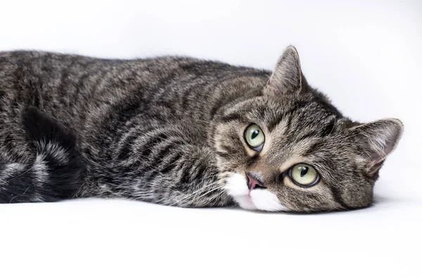 Scottish shorthair katt — Stockfoto