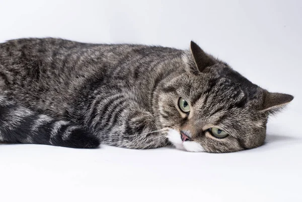 Scottish shorthair katt — Stockfoto