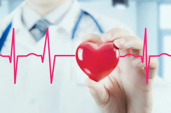 Кардиолог держит 3D модель сердца. Концепция с кардиограммой — стоковое фото