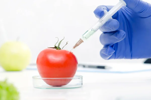 Scientist is working on genetically modified food. — Stock Photo, Image