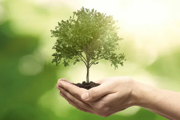 Mano sosteniendo árbol. Salvar la naturaleza, concepto de ecología —  Fotos de Stock