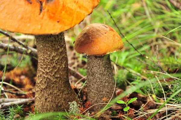 Wunderschöne Landschaft Den Bergen Der Arktis — Stockfoto