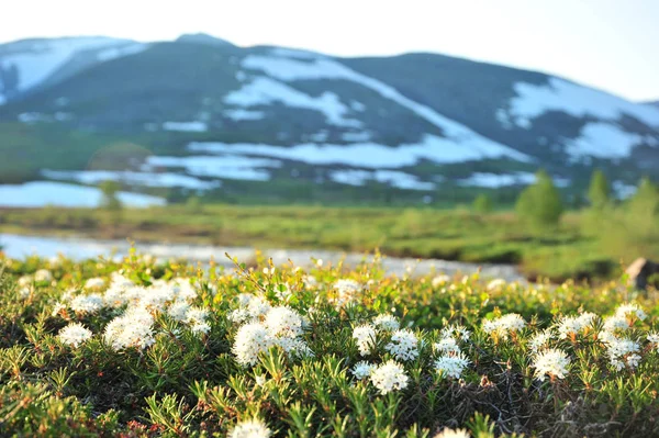 Krásná Krajina Pohoří Arktidy — Stock fotografie