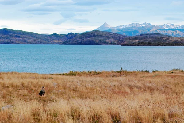 Caracara plancus dans le lac — Photo