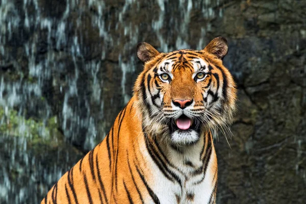 Nahaufnahme eines indochinesischen Tigers, der vor einem Wasserfall sitzt und in die Kamera schaut — Stockfoto