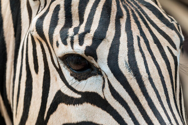 Close up of Zebra head including eye contact and fur pattern