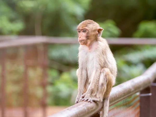 Macaco bebê bonito sentado na cerca e olhando algo com luz flamejante — Fotografia de Stock