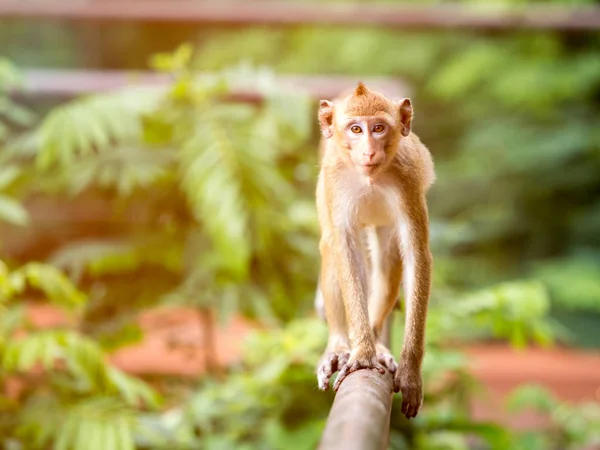 Macaco bonito marrom andando sobre a cerca sob a chama de luz quente — Fotografia de Stock