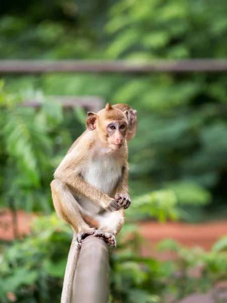 Dois macacos sentados na cerca e à procura de algo — Fotografia de Stock