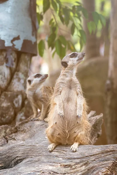 Close up of couple meerkats standing over stump and looking a survey for drove; Suricata suricatta or suricate is a small carnivoran — Stock Photo, Image