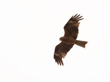 Yetişkin Kızıl Kartal beyaz arka plan üzerinde sinek; Yaz sezonu boyunca Enoshima, Japonya kartal