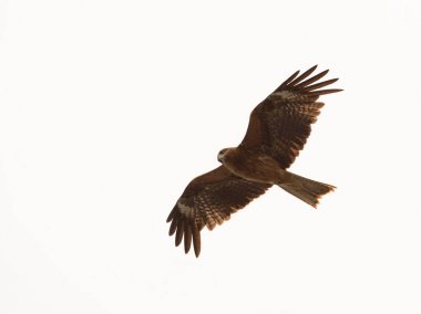 Beyaz arka plan üzerinde uçan yetişkin Kızıl Kartal; Yaz sezonu boyunca Enoshima, Japonya kartal