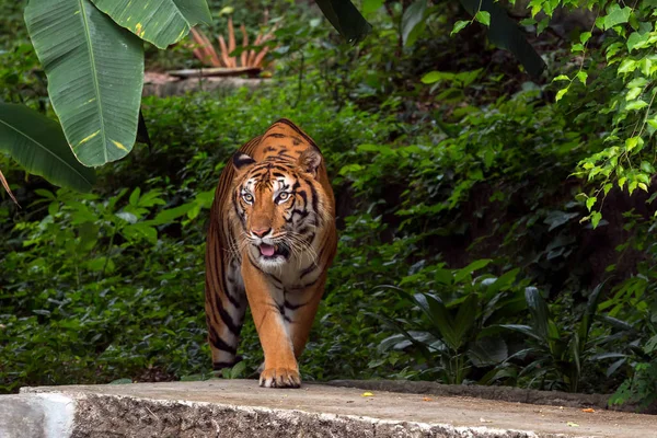 Indokínai tigris séta az erdőben; Panthera tigris corbetti kabát sárga, halvány narancssárga, kezdve a sötét barna, fekete csíkokkal — Stock Fotó