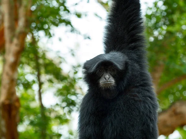 Gros plan de Siamnang Gibbon accroché à une branche d'arbre — Photo