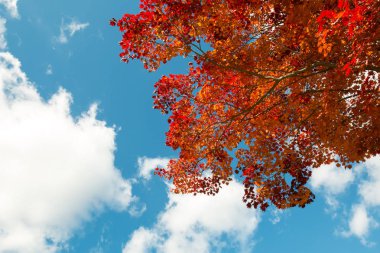 Kırmızı akçaağaç ağaç dalında sonbahar mevsiminde Japonya'da bırakır