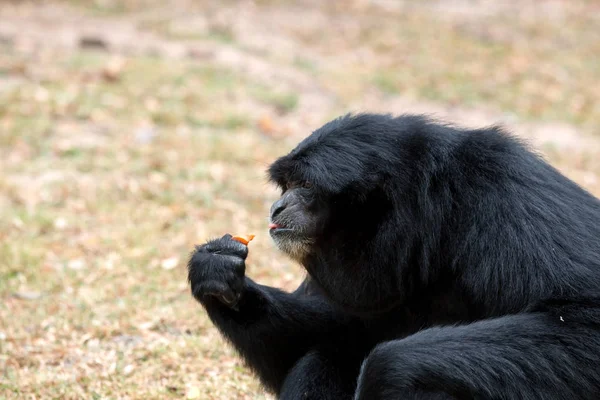 Close Siamang Gibbon Comendo Comida — Fotografia de Stock