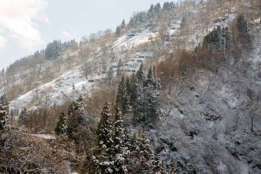 Kar kış sezonu boyunca orman ve dağ Japonya'da olur