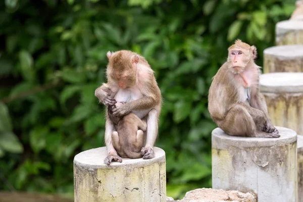 Três Macaco Com Mãe Alimentando Leite Para Criança Thier Sentado — Fotografia de Stock