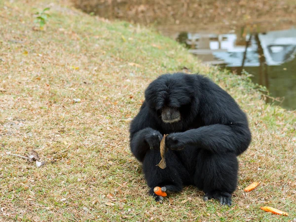 Retrato Siamnang Gibbon Comendo Comida — Fotografia de Stock