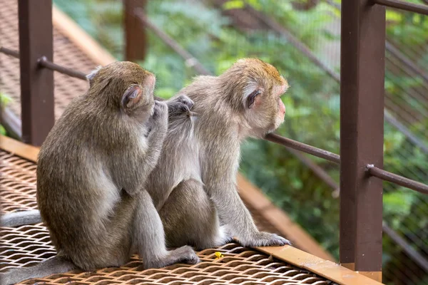 Two Monkey Sitting One Finding Flea Other Monkey Back — Stock Photo, Image