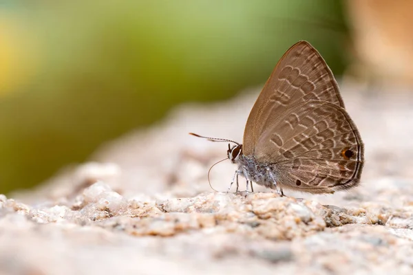 Close Common Ciliate Blue Butterfly Feed Rock Anthene Emolus Godart — Fotografia de Stock