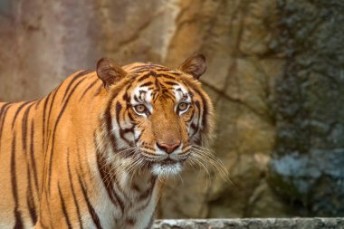 Çinhindi mağaranın önünde duran ve kameraya bakarak Tiger kapat; Panthera tigris corbetti kat için hafif portakal sarı çizgili siyah koyu kahverengi arasında değişen