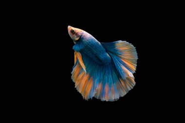 Betta 'nın Yüzme Eylemi, Siyam dövüş balığı, Renkli Betta, Pla-kad (ısıran balık) Tayland; Yarıay mavi ve turuncu betta kırpma yolu ile siyah arkaplanda izole edilmiş
