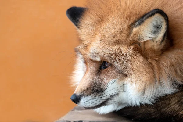 Close Cute Orange White Fox Muzzle Close Winter Fur Orange Stock Picture