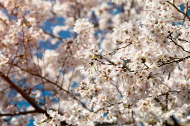 Beyaz kiraz çiçeği bahar sezonu Japonya; Nisan-Mayıs sırasında çiçek açan Sakura