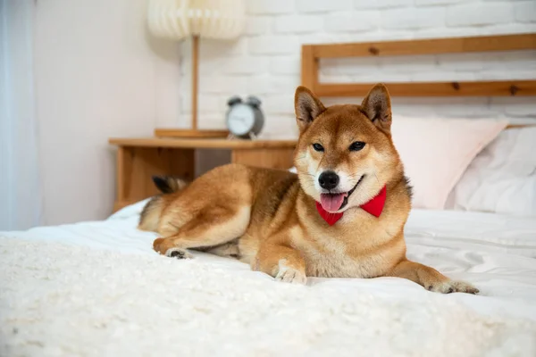Brown Shiba Inu Dog Com Fita Vermelha Deitada Cama Branca — Fotografia de Stock