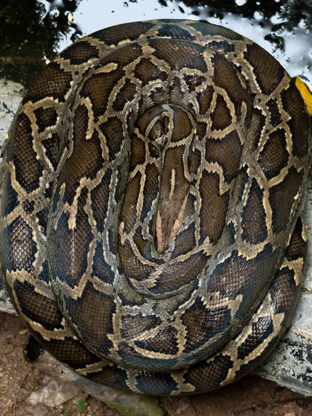 Primer Plano Serpiente Pitón Birmana Muy Grande Acurruca — Foto de Stock