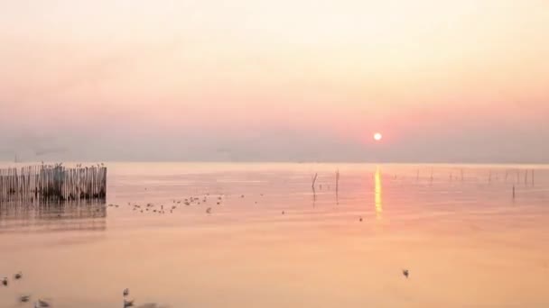 Timpul Apusului Soare Peste Marea Nisa Pescăruș Zboară Peste Începe — Videoclip de stoc