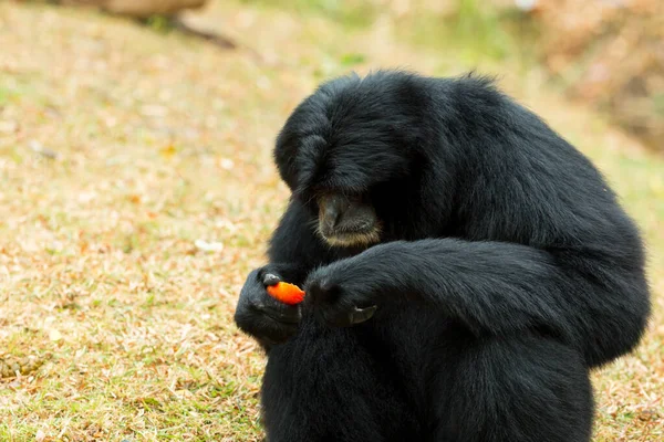 Κοντινό Πλάνο Του Μαύρου Siamnang Gibbon Eatting Τροφίμων Στο Γρασίδι — Φωτογραφία Αρχείου