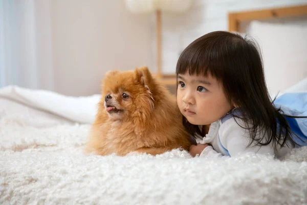 Азиатский Летний Ребенок Лежит Белой Кровати Вместе Коричневой Померанской Собакой — стоковое фото