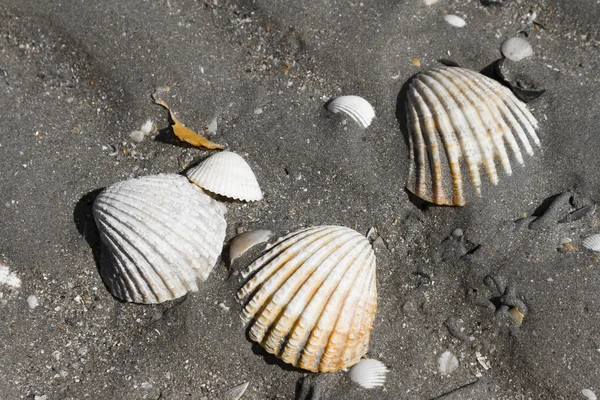 Skal i stranden i Plerin, Bretagne, Frankrike — Stockfoto