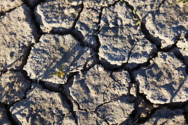 Aridity, Ploumanach, Brittany, France — Stock Photo, Image