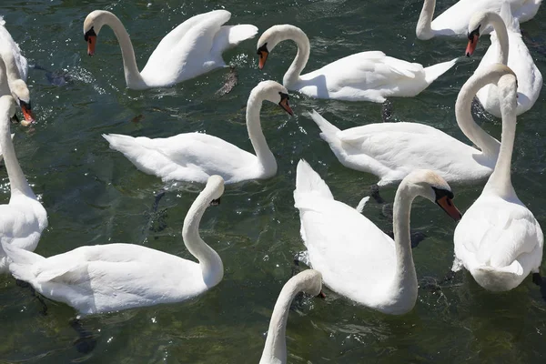 Swans in the lake of Lausanne, Vaud, Switzerland — Stock Photo, Image