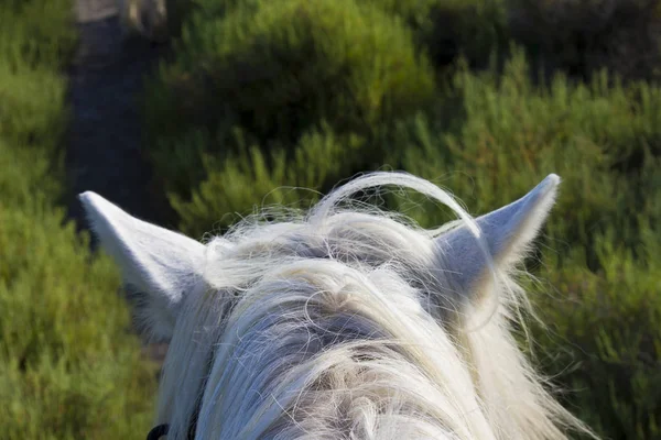 Paard in de Camargue, Bouches-du-Rh ne, Frankrijk — Stockfoto