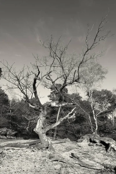 Tree in Fontainebleau, Ile-de-france, France — Stock Photo, Image
